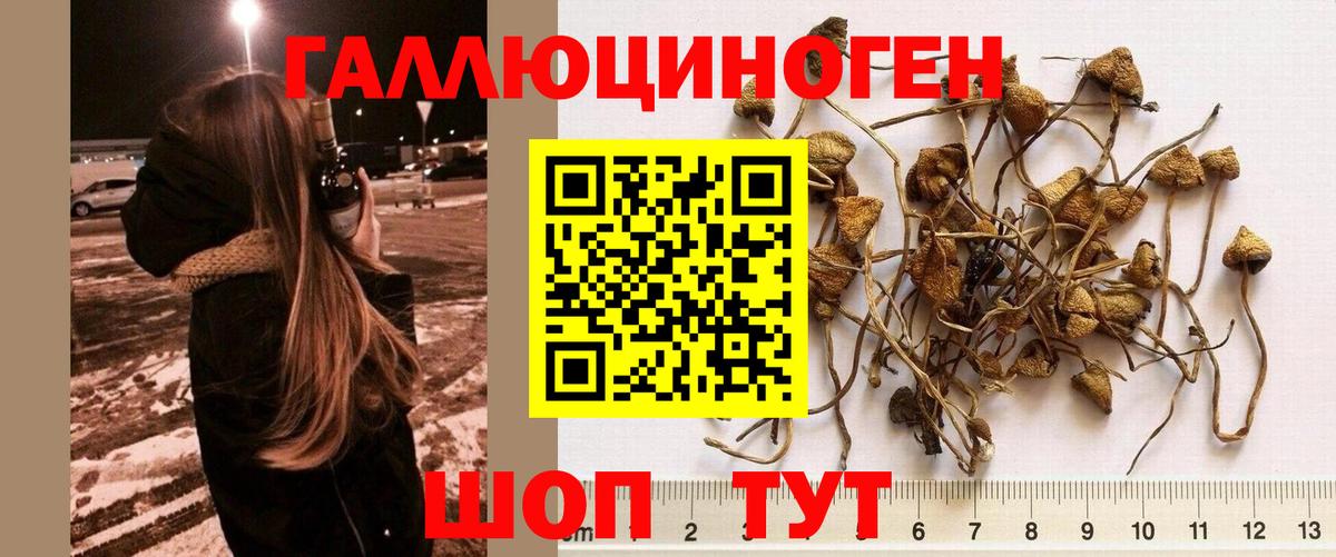 Галлюциногенные грибы MAGIC MUSHROOMS Вышний Волочёк